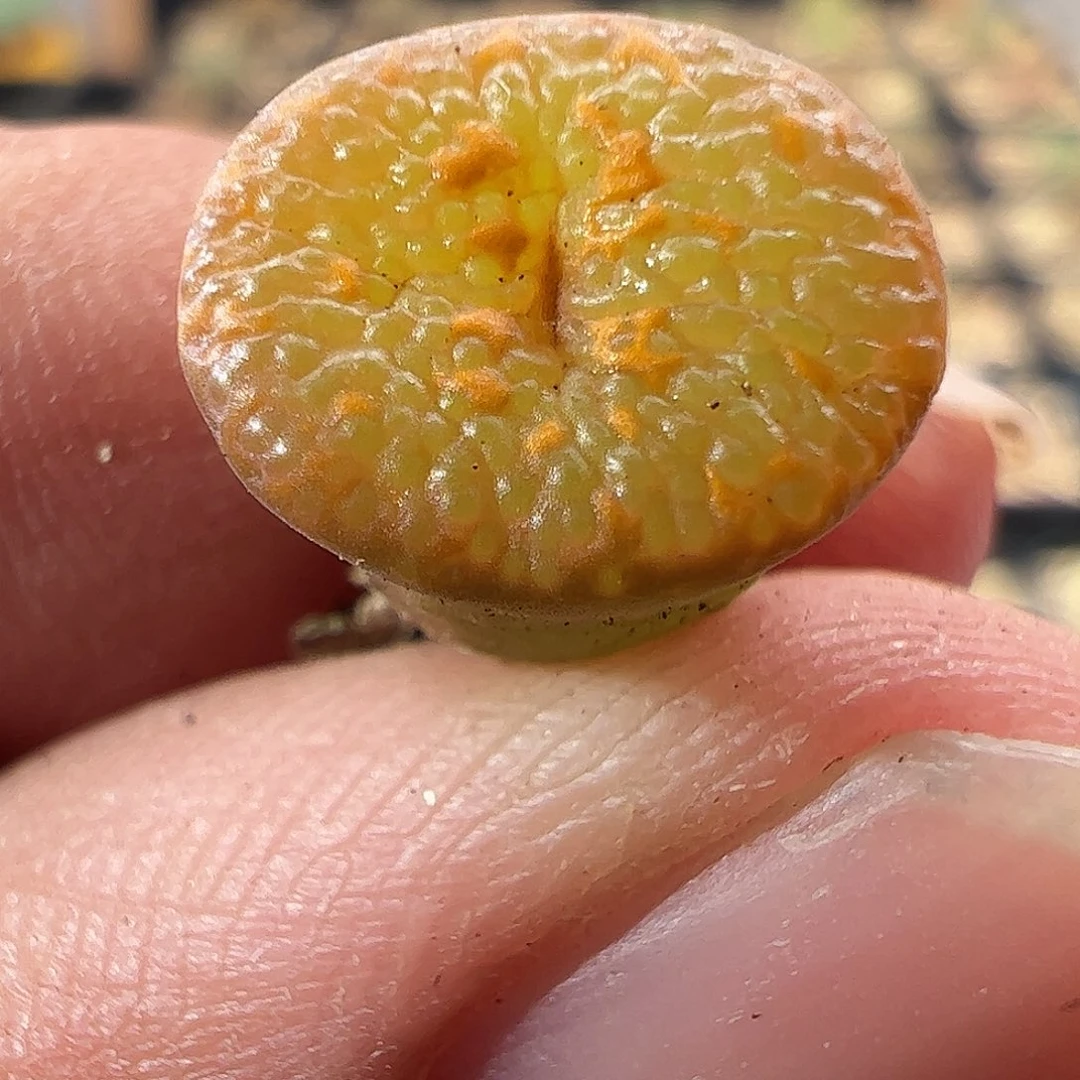 一物一拍K勋鱼子酱630