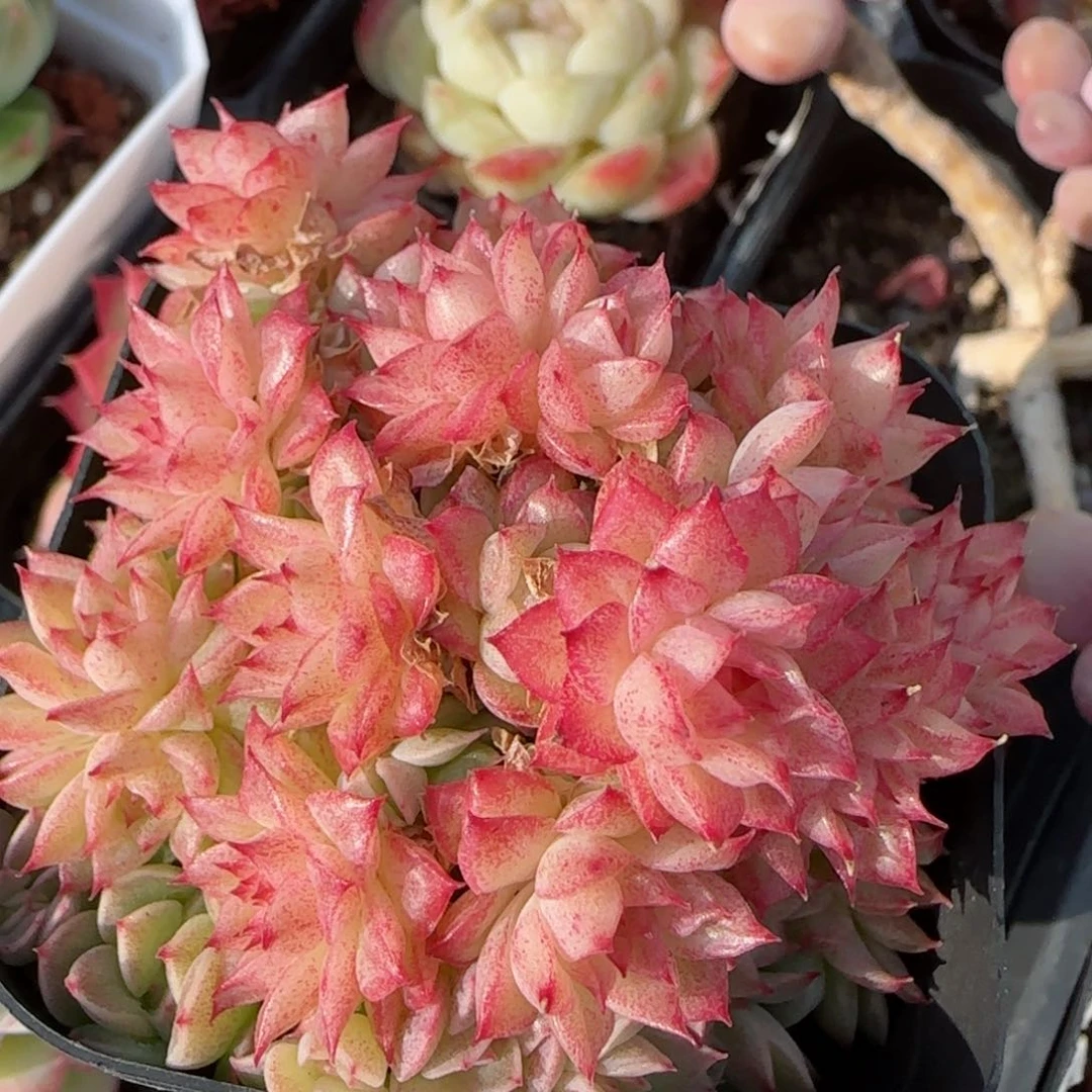 花语逸境0122-22散