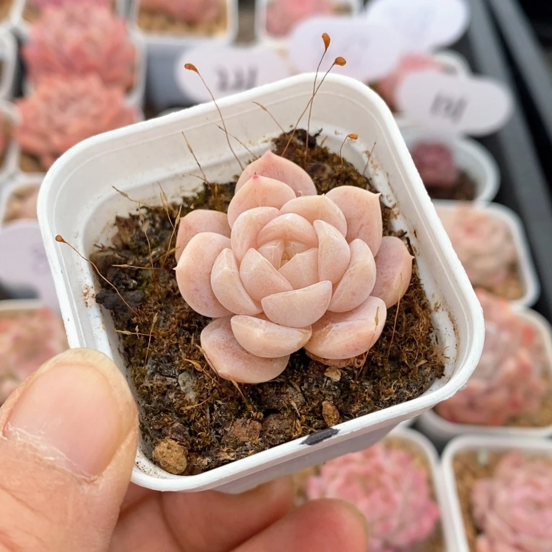 精品多肉一物一拍不包整805