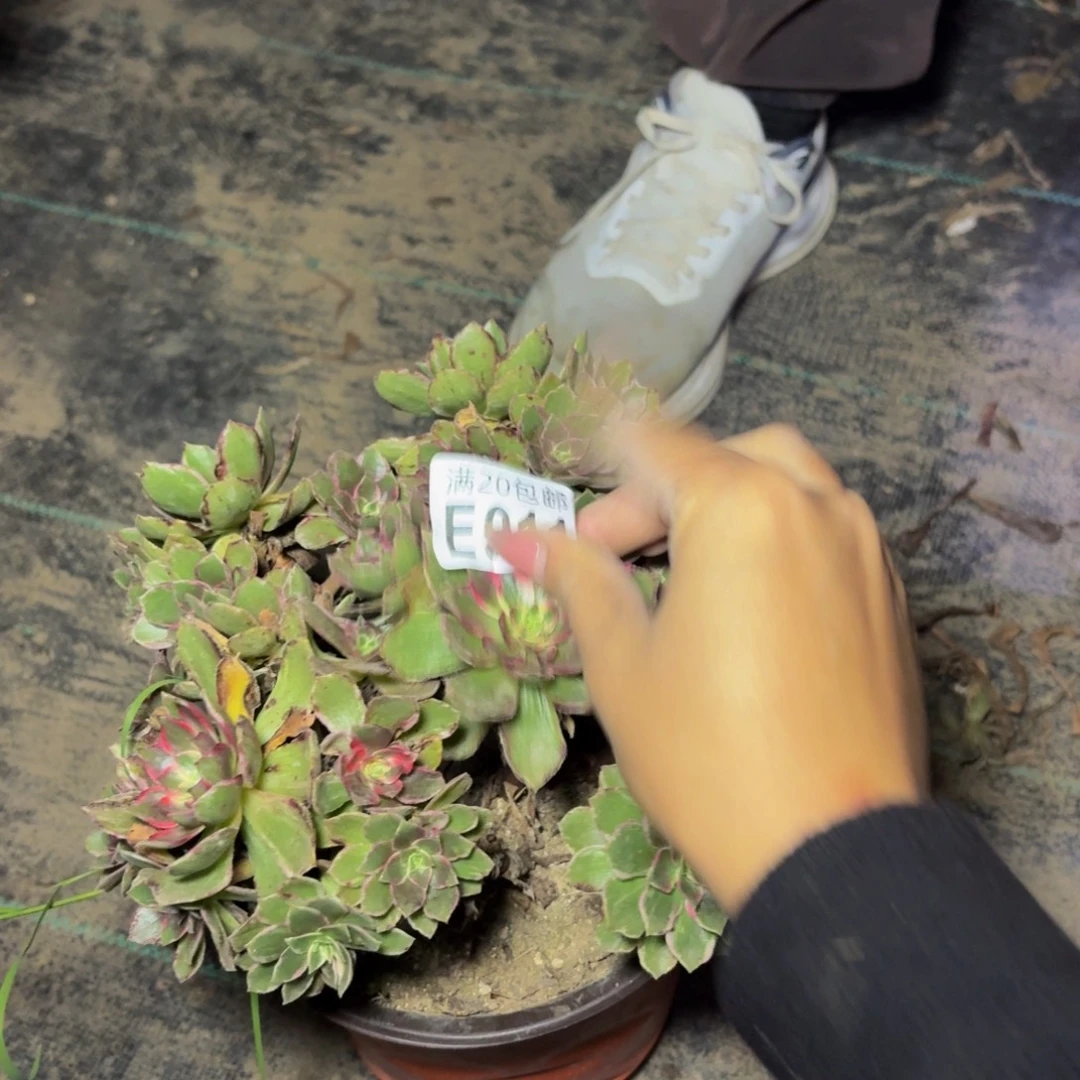 911多肉植物捧花的