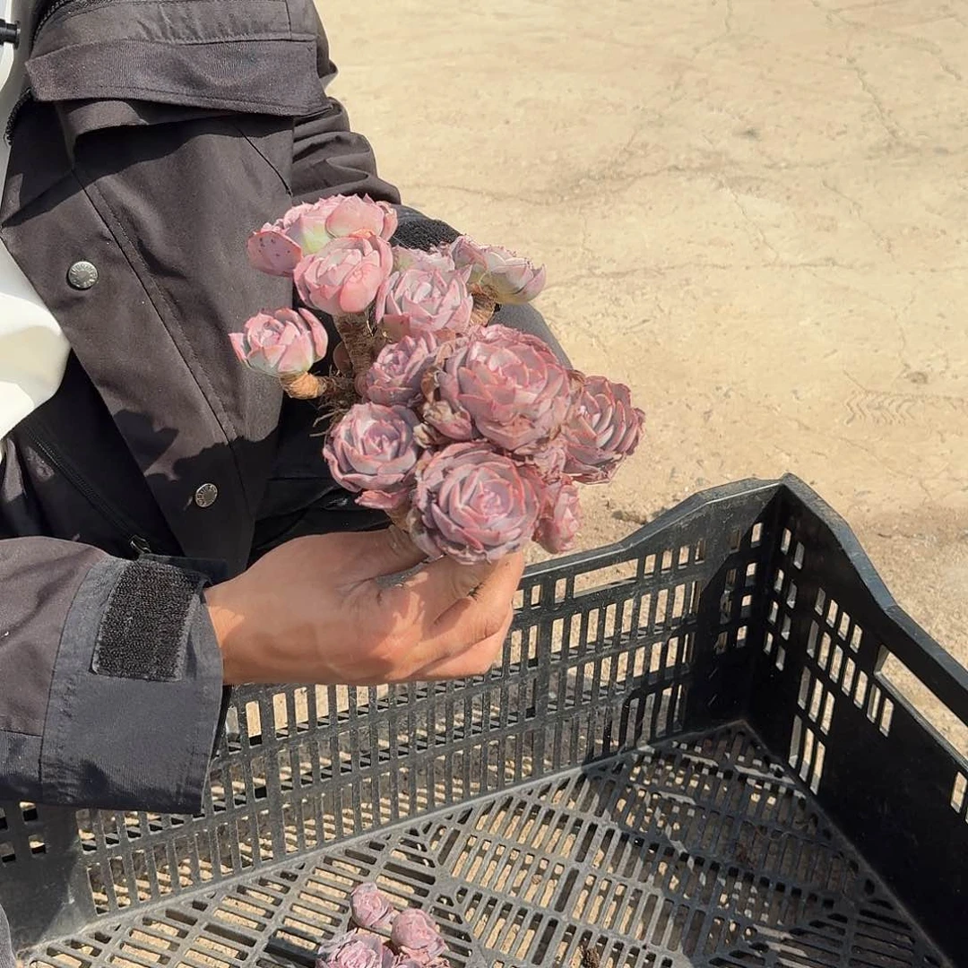 红粉台阁多肉植物00000