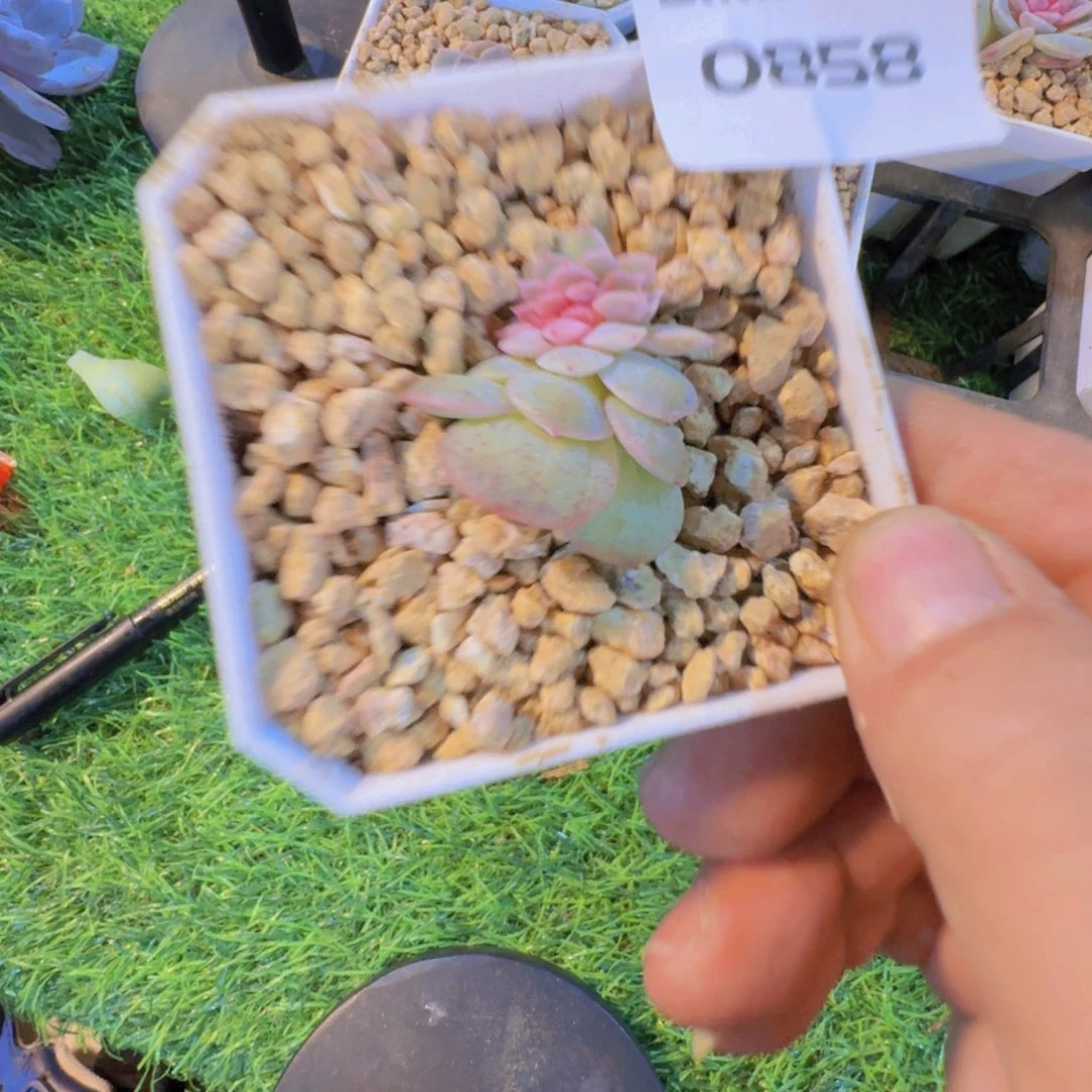 多肉植物新品糖心缀0858
