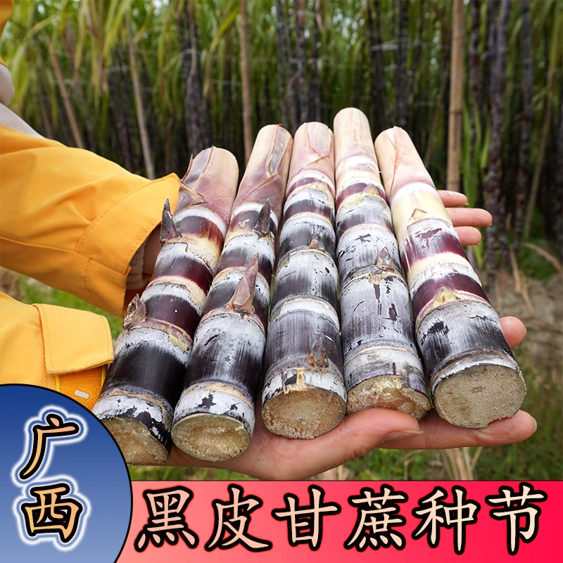 正宗广西黑皮甘蔗种黄金白玉种苗3到5芽景观盆栽不做农作物种子