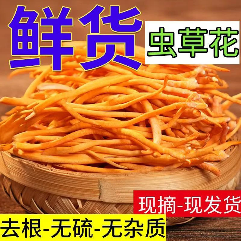 新鲜虫草花自己家种植现採现摘