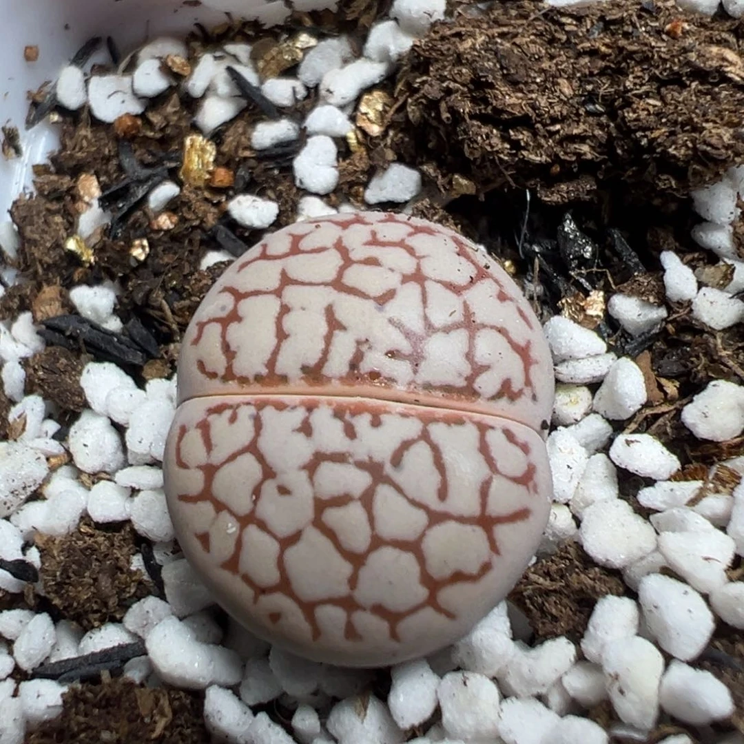 【闪购商品】 044。