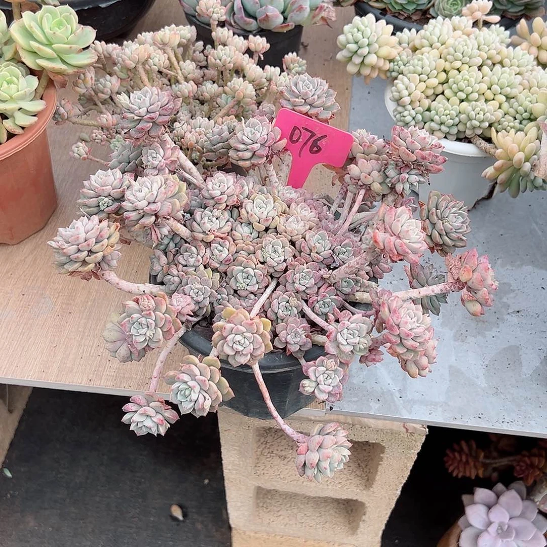 在****梅076粉布偶多肉植物