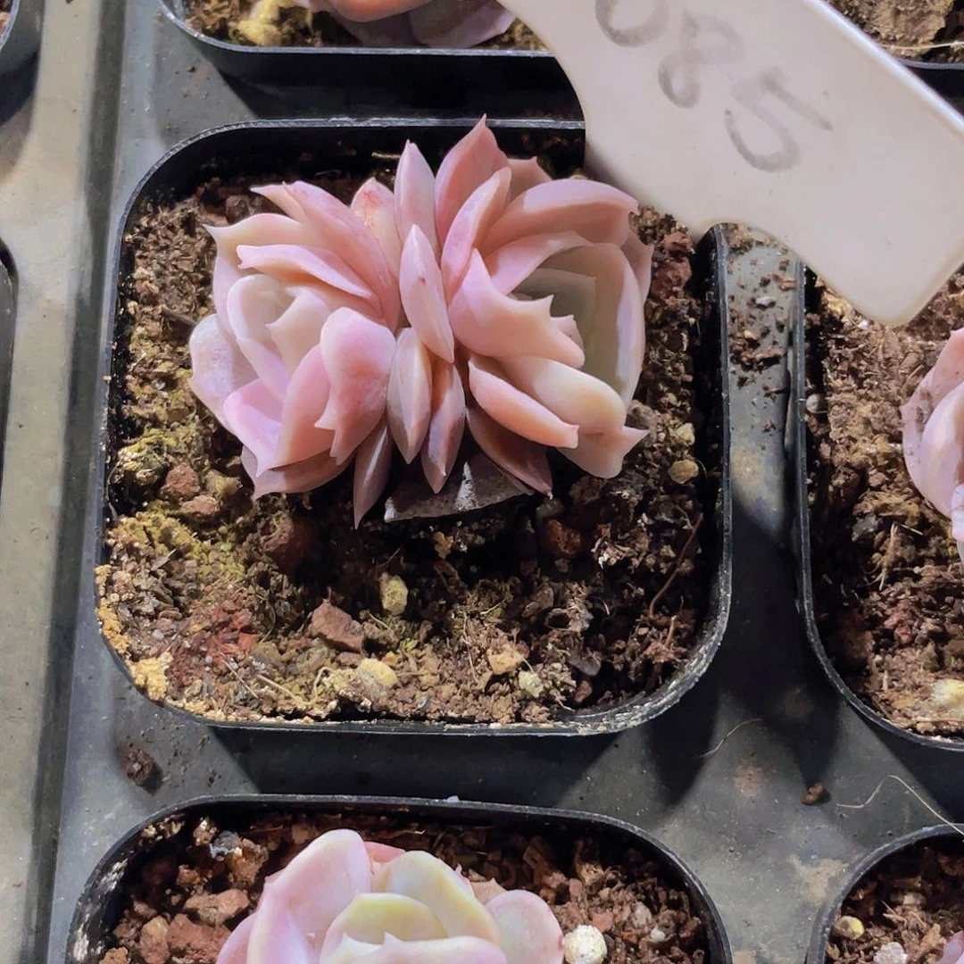 本*然西娜w085一物一拍多肉