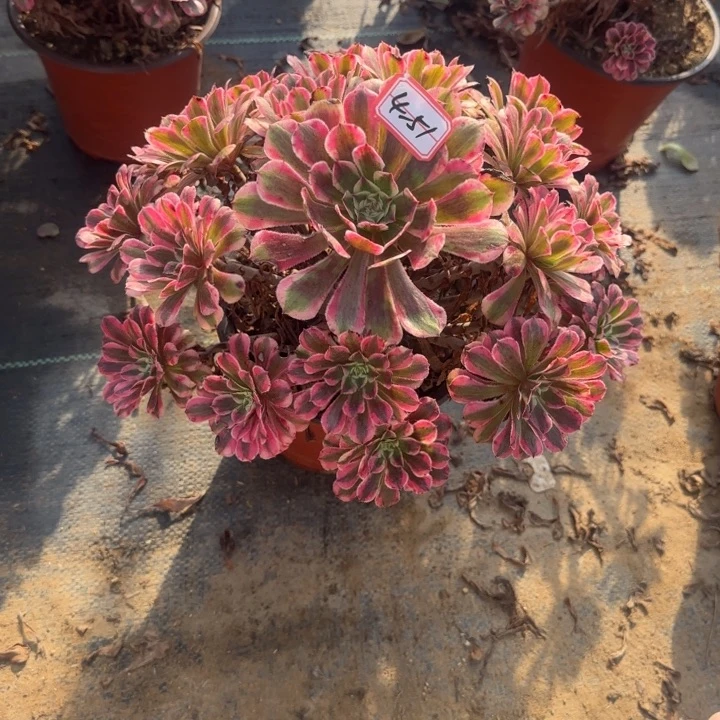 4-51粉同多肉不包售后