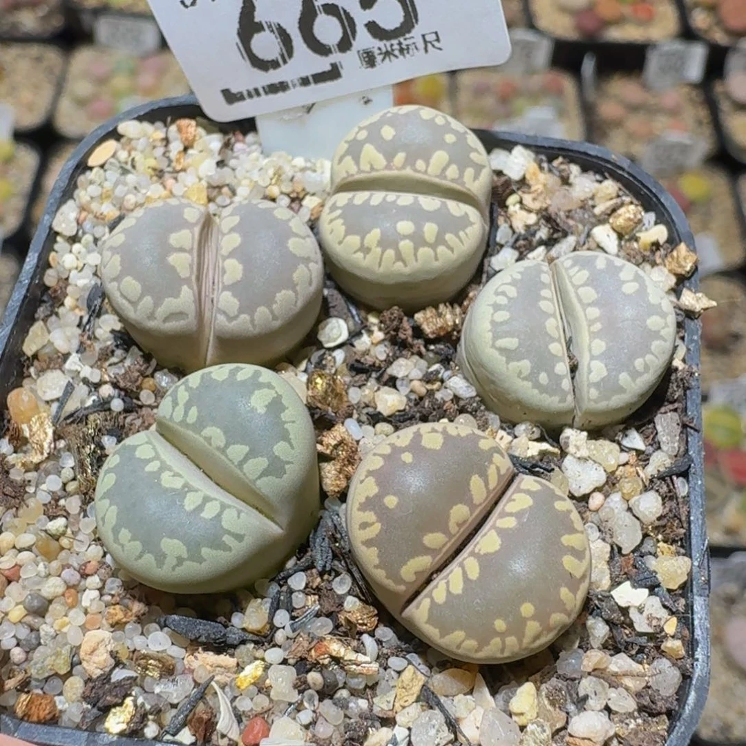 Ssss精品生石花665