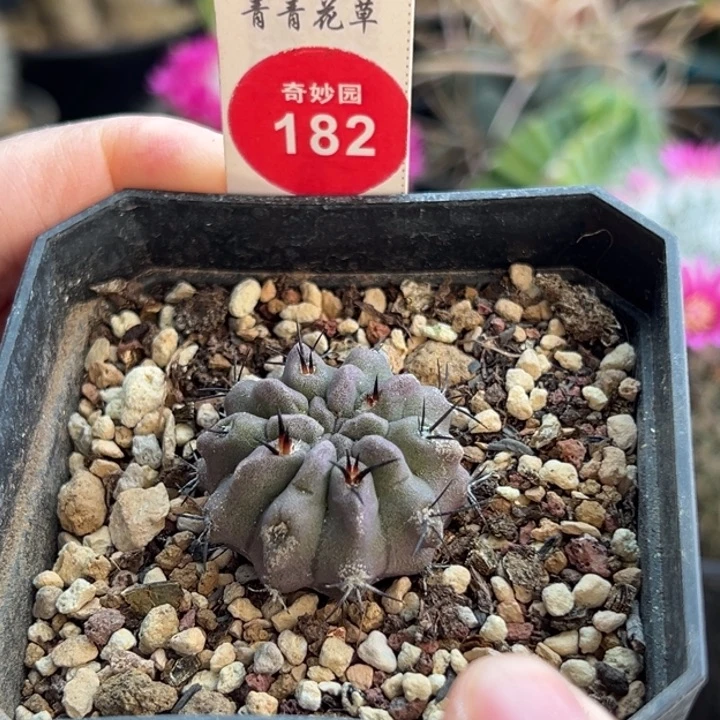 实生豪刺白肌素妆玉2.8cm