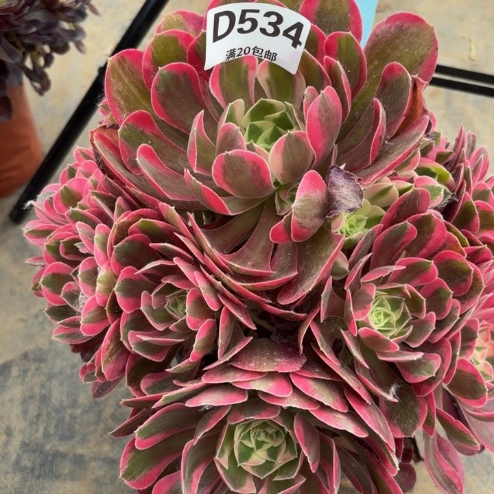 瑞妈多肉植物534