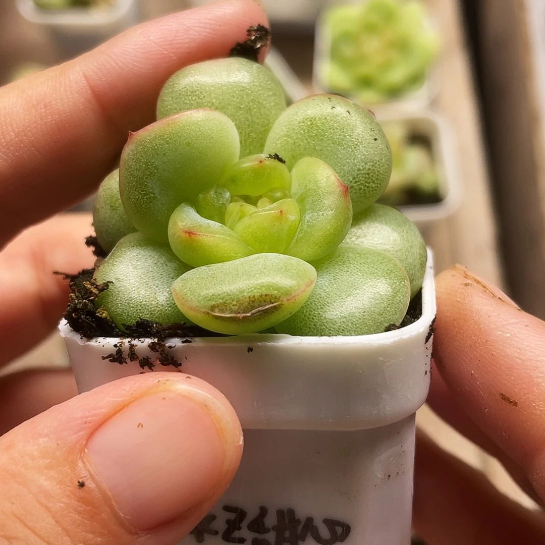 冷***萄葵葵子甜心中苗盆一个满25包邮