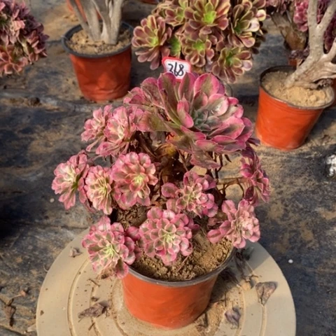 红铜白捧花一物一拍