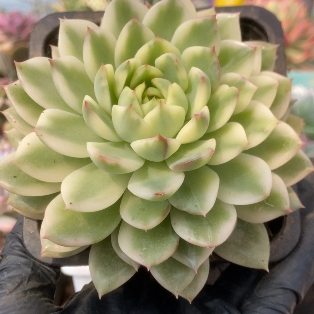 177长岛冰茶锦锦锦锦锦