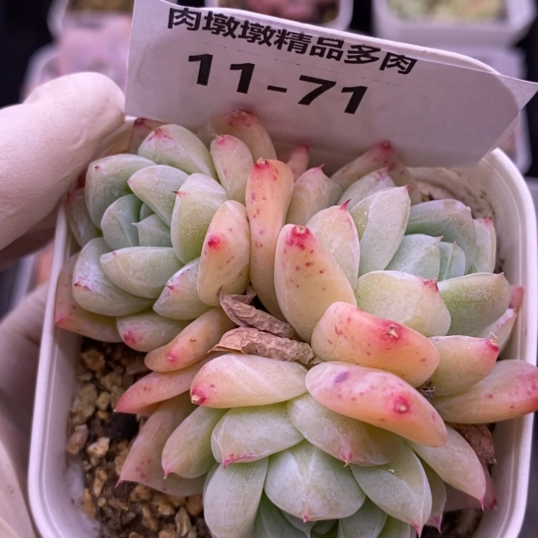 【闪购商品】11-71白泽