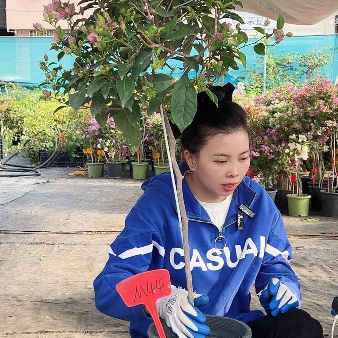 幸***满大部分花苞少量开放M44赛佛里