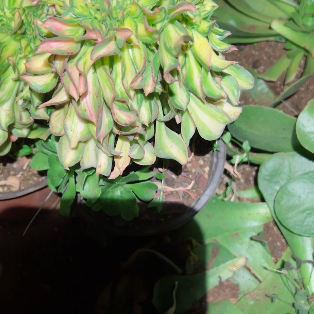 我3123 号多肉植物法师新年福利