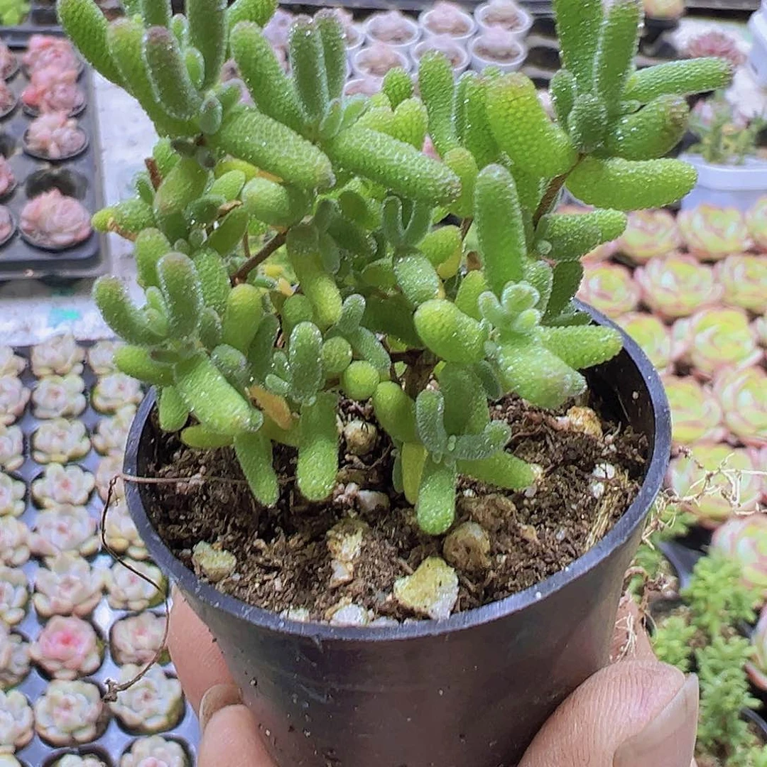 糖球枝干19包邮多肉