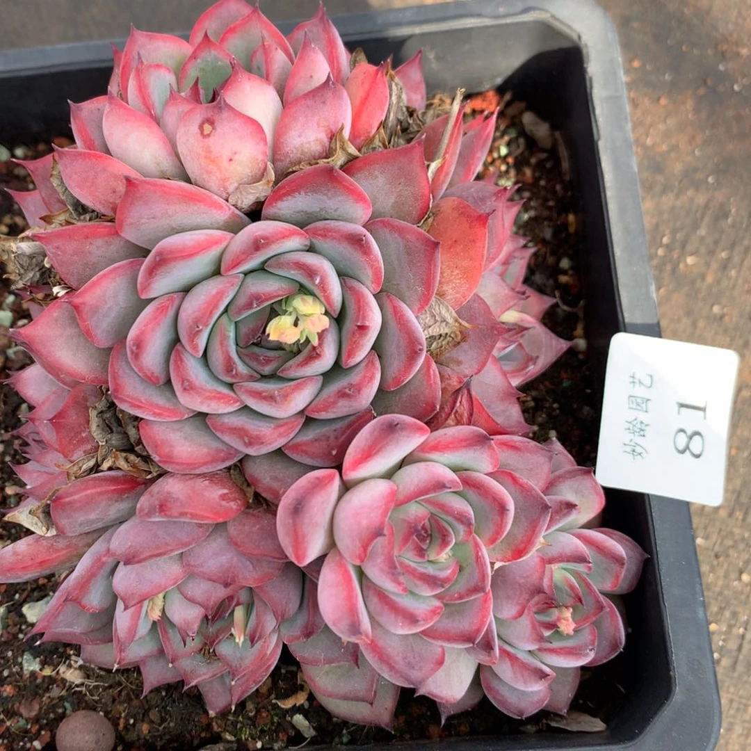 81杂交多肉老桩15包邮