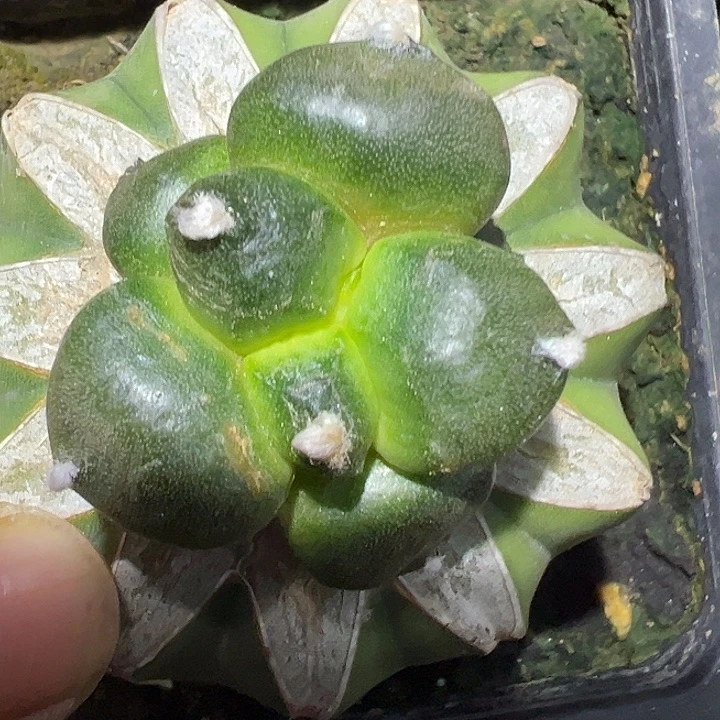 光面蛋尤连山苗接可挑