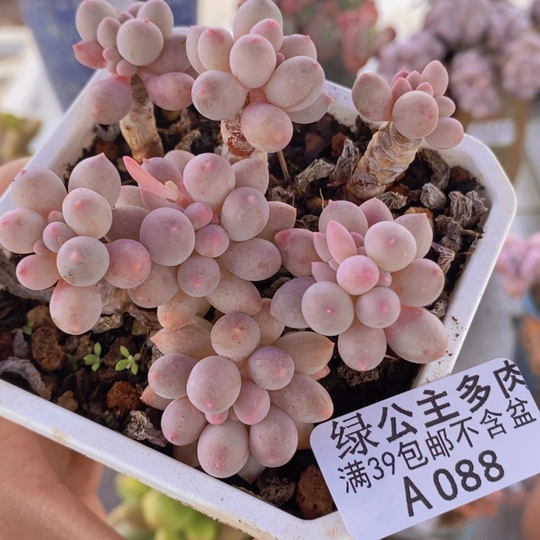 婴儿手指老桩7cm088多肉植物