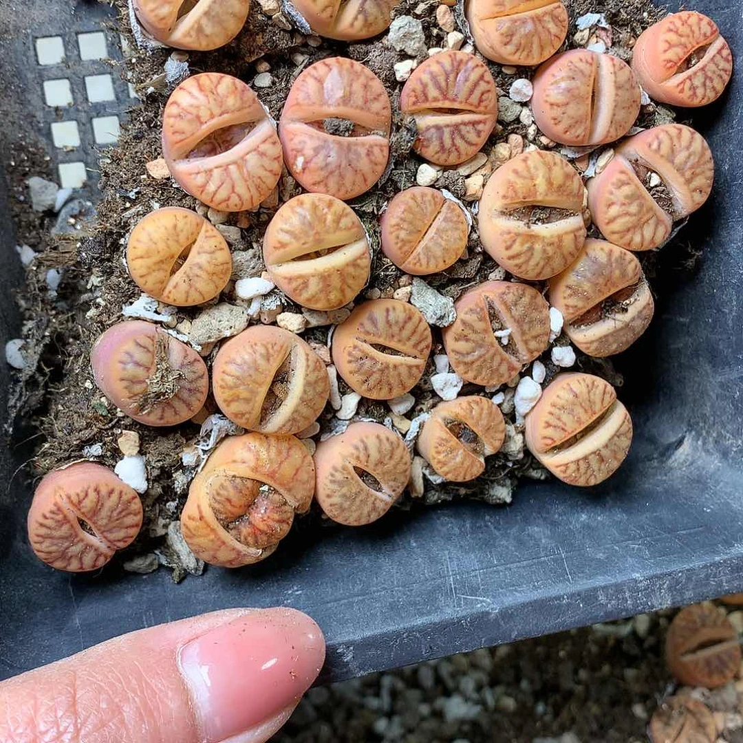 迦*B184多肉植物保护研究所