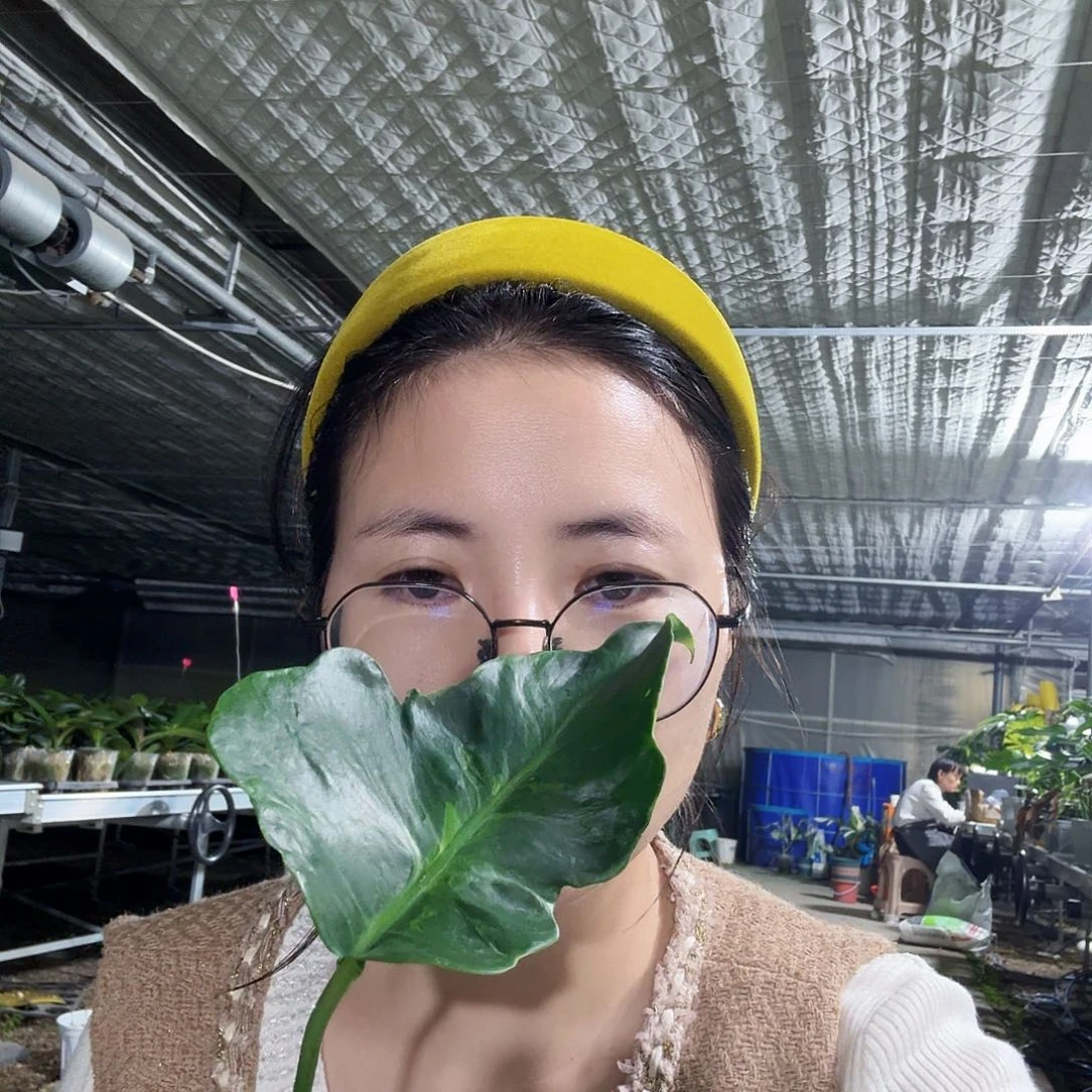 S***班无花朵龟背竹一物一拍