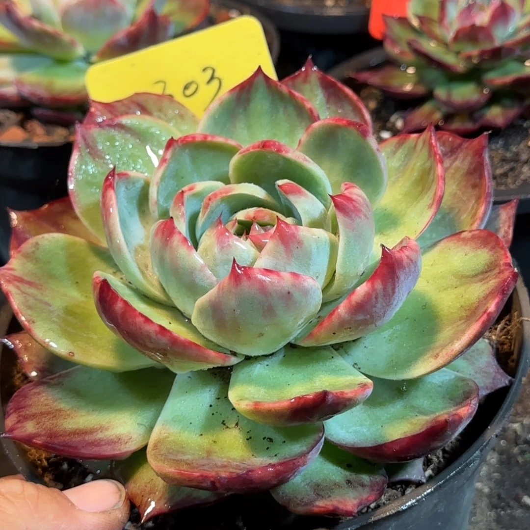 惊鸿一物一拍包装收缩花旱303