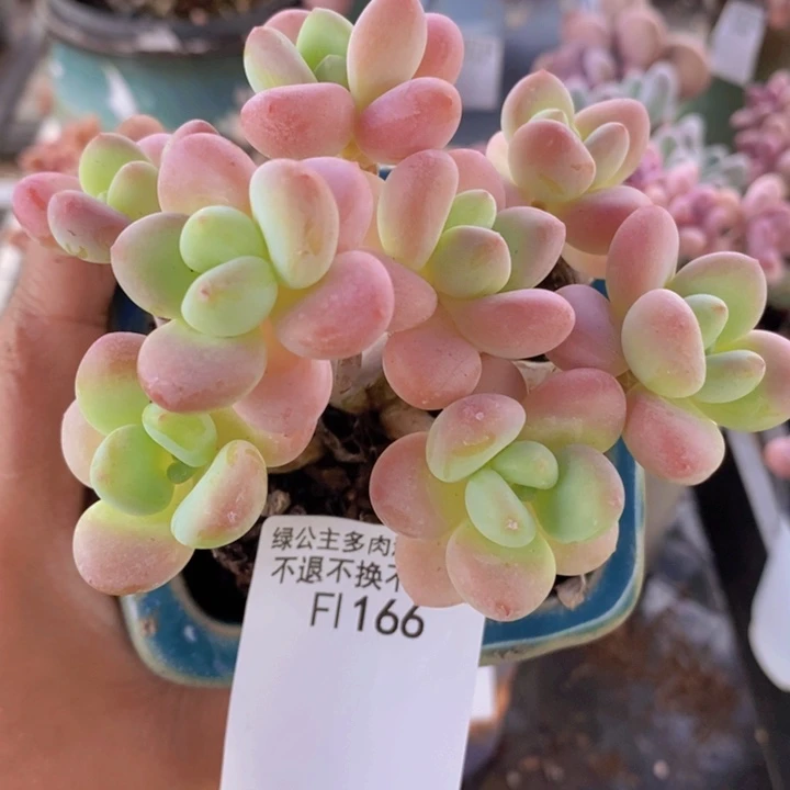 香水洛神老桩11cm166多肉植物