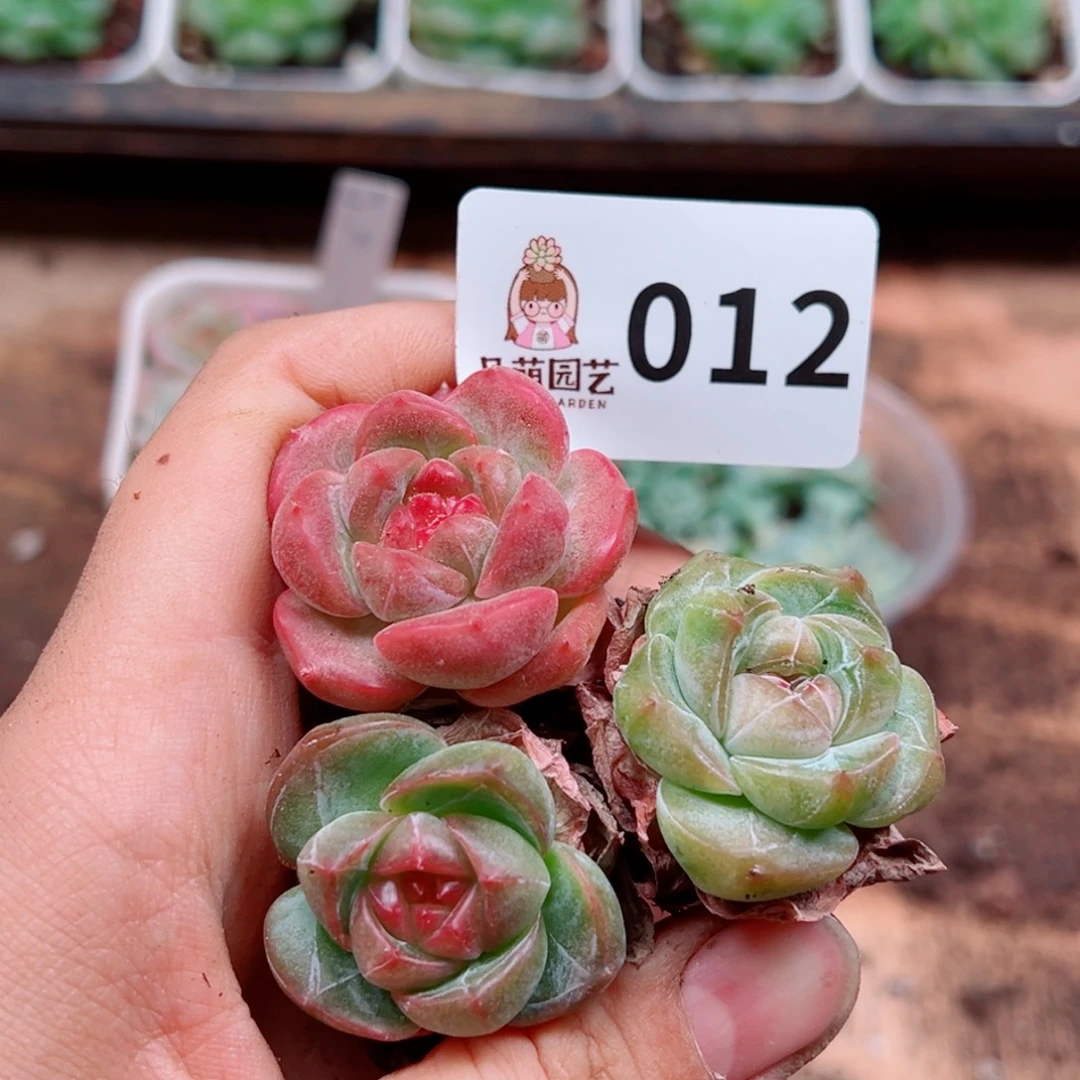 多肉植物多肉植物