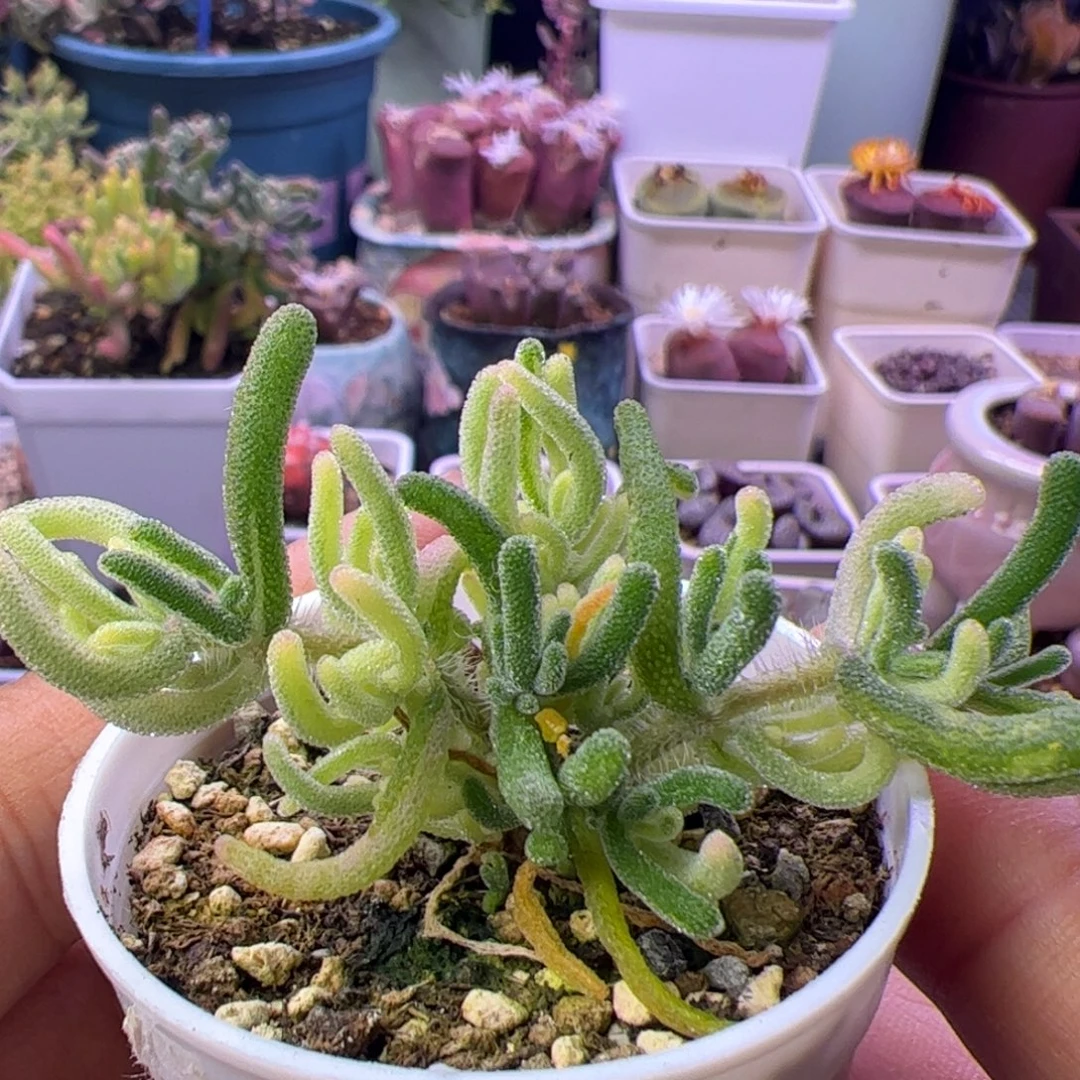 多肉植物枝干荧光兔白锦