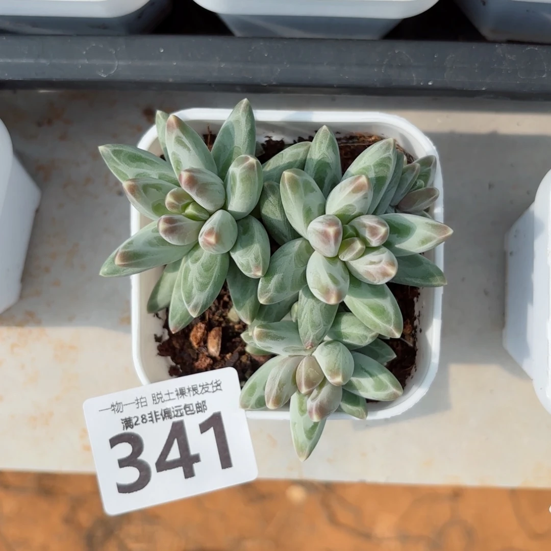 乌拉克拉老桩无盆土发货