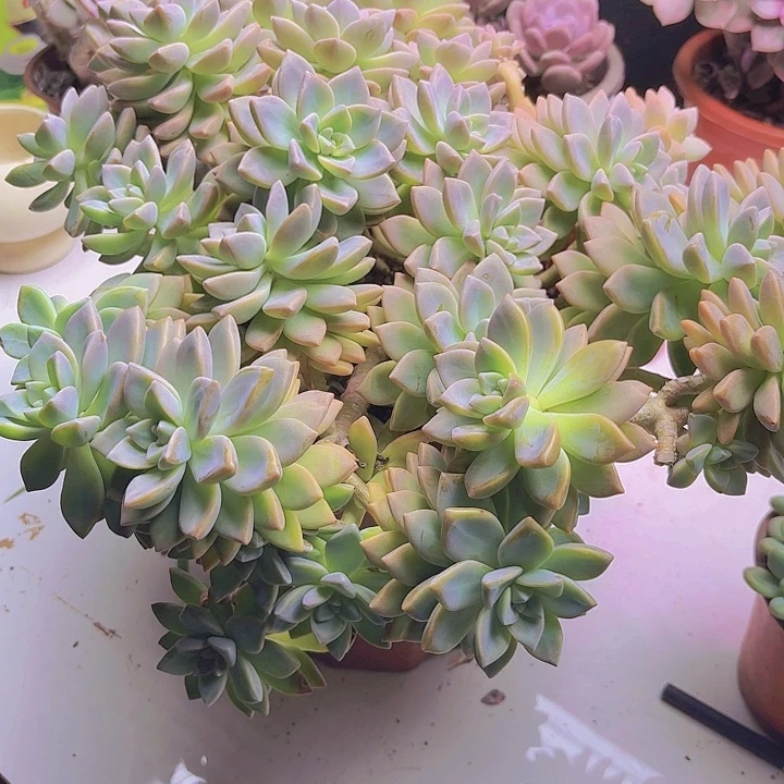 大淡雪多肉植物好看福利