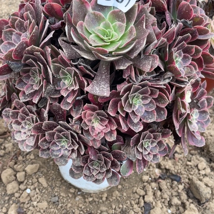 无花朵601多肉植物金丝雀