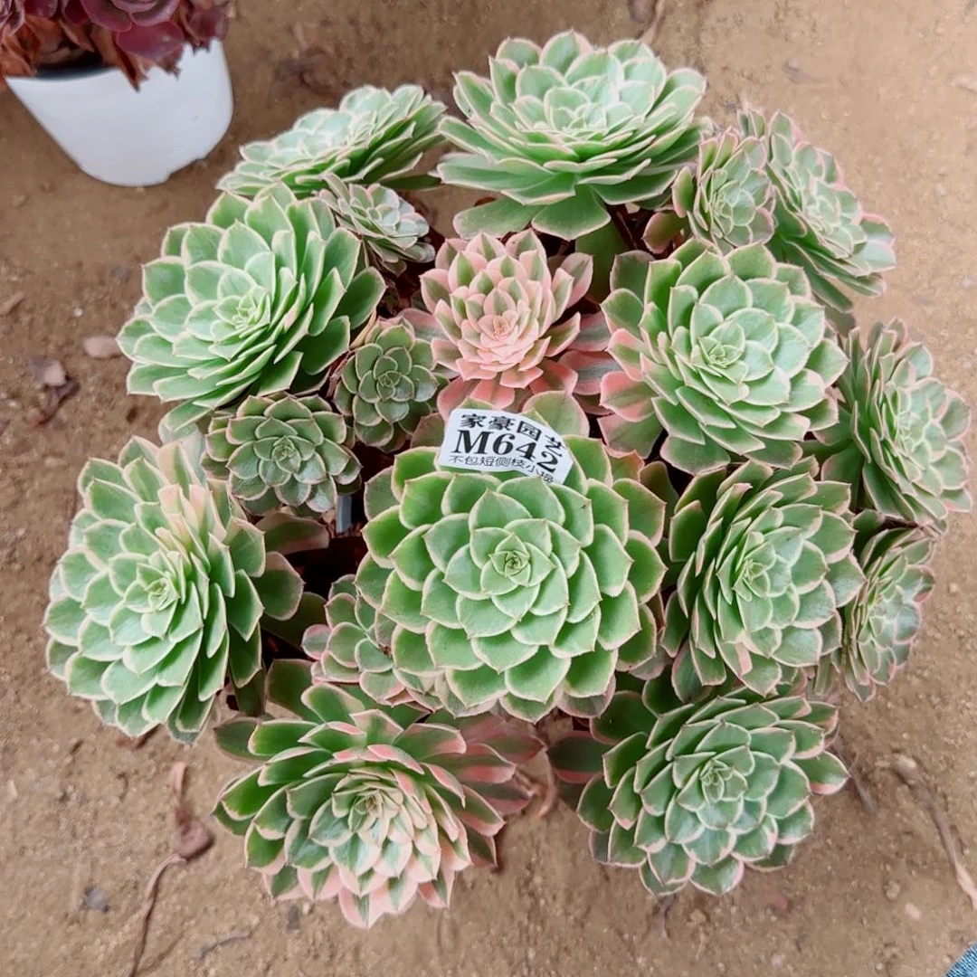 孔雀翎发师642冠幅40