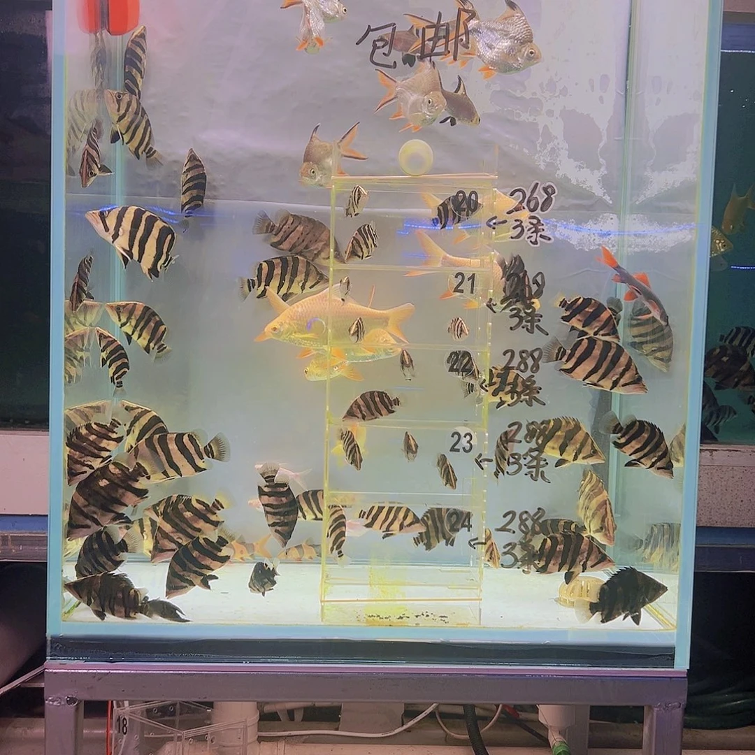 虎鱼鱼食两盒六斤