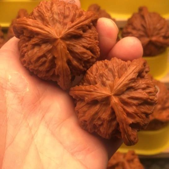 核桃核桃核桃核桃核桃