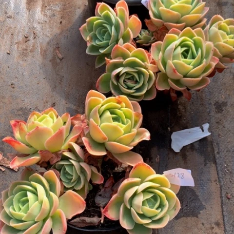 如*5128星娜塔多肉