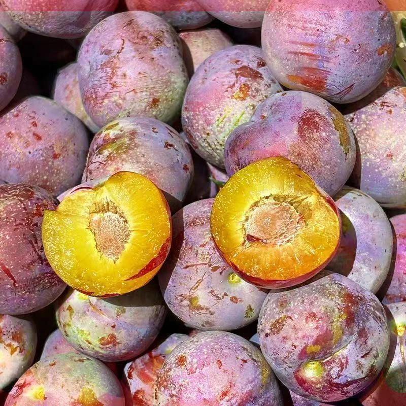 正宗四川小脆红新鲜应季脱骨李红茵红李脆甜多汁爽口水果