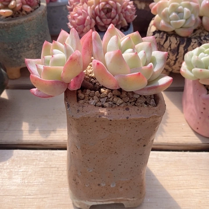 墨**筝泡芙 韩货精品666