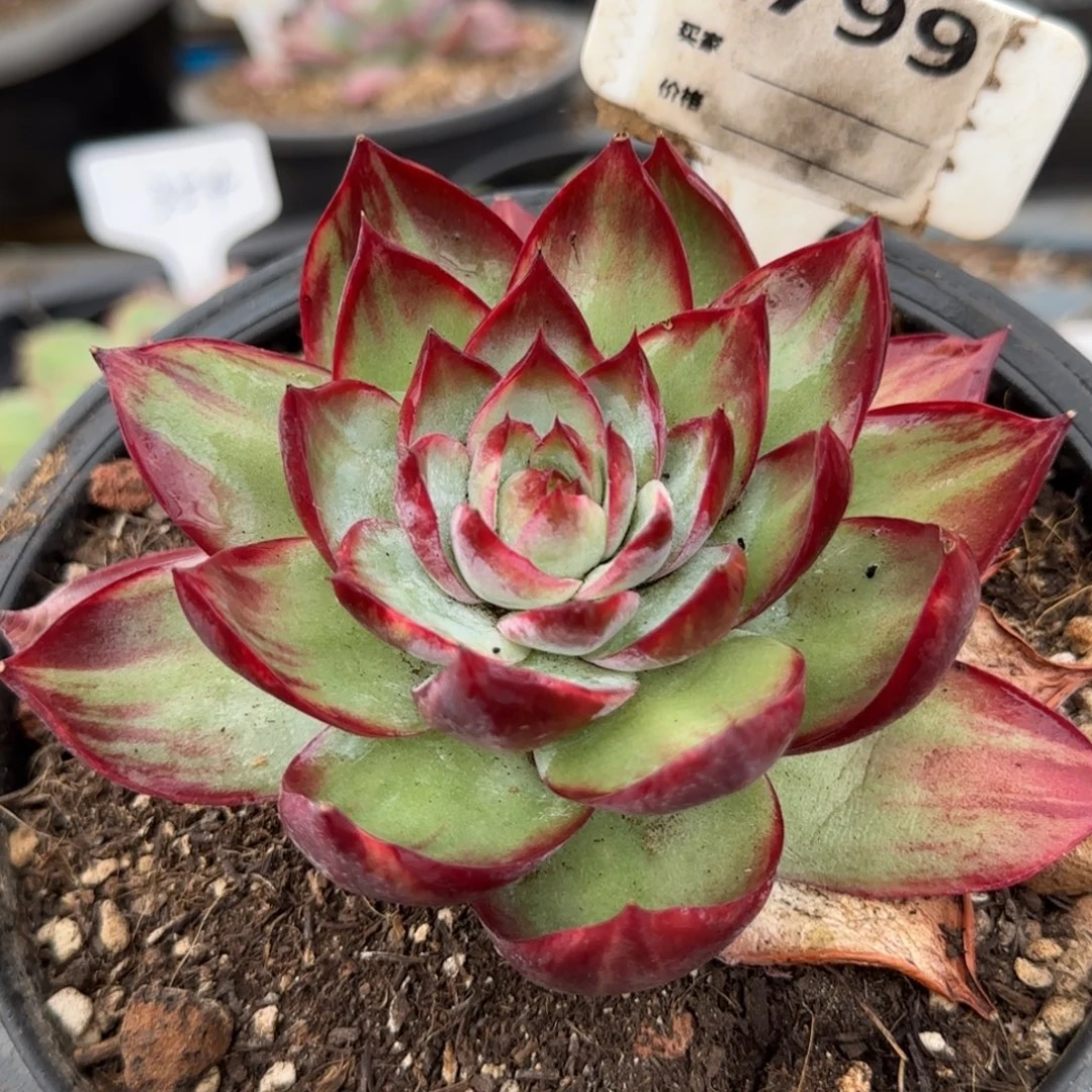 菊花三角拉丝惊鸿一物一拍包装收缩花旱799