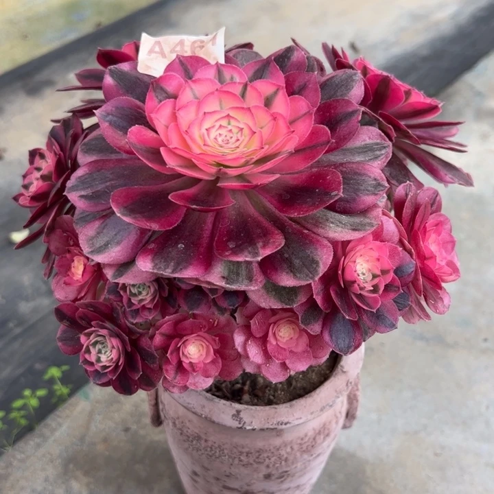 461倾城小精品18厘米左右