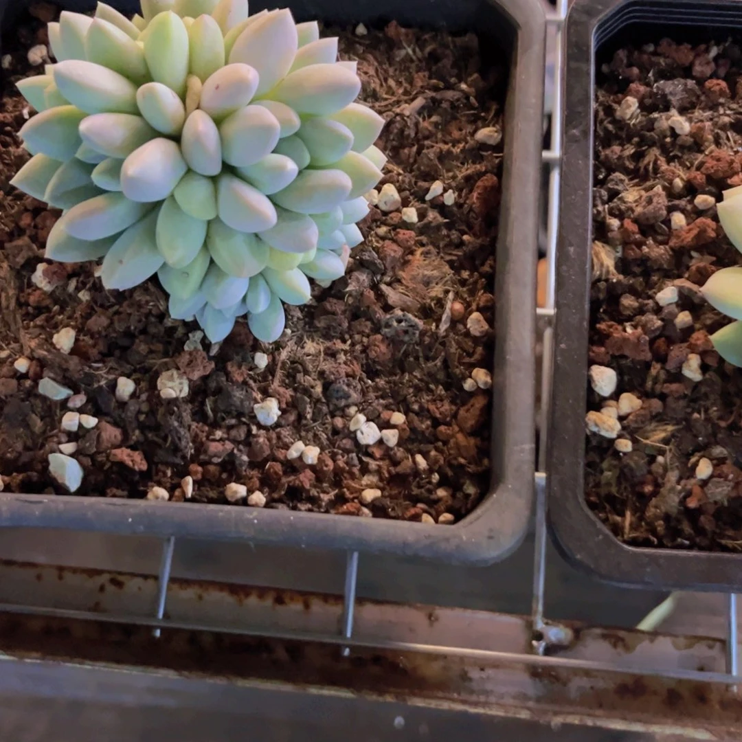 静***开大野奶糖多肉美美美的