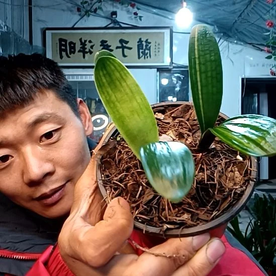 @水晶35一盆！！！！！！