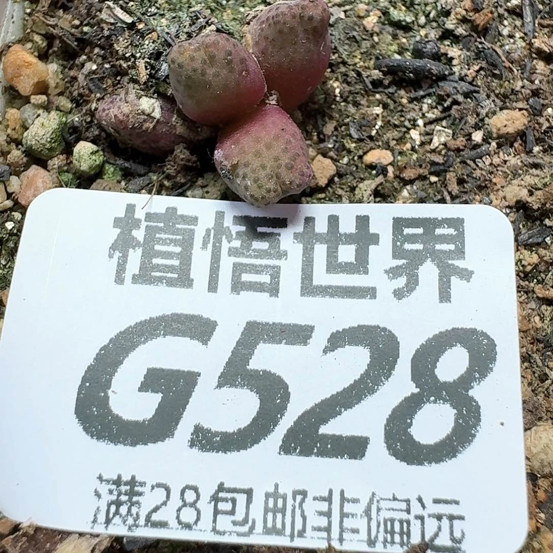 多肉植物的润泽额fg