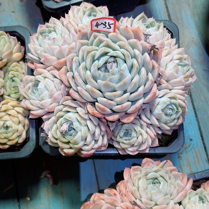 S****ฅ精品多肉植物老桩