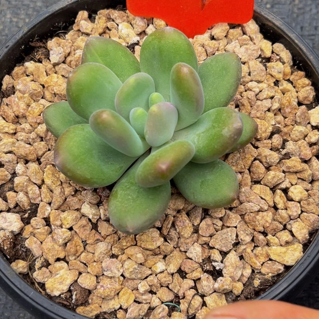3001下午多肉植物群生