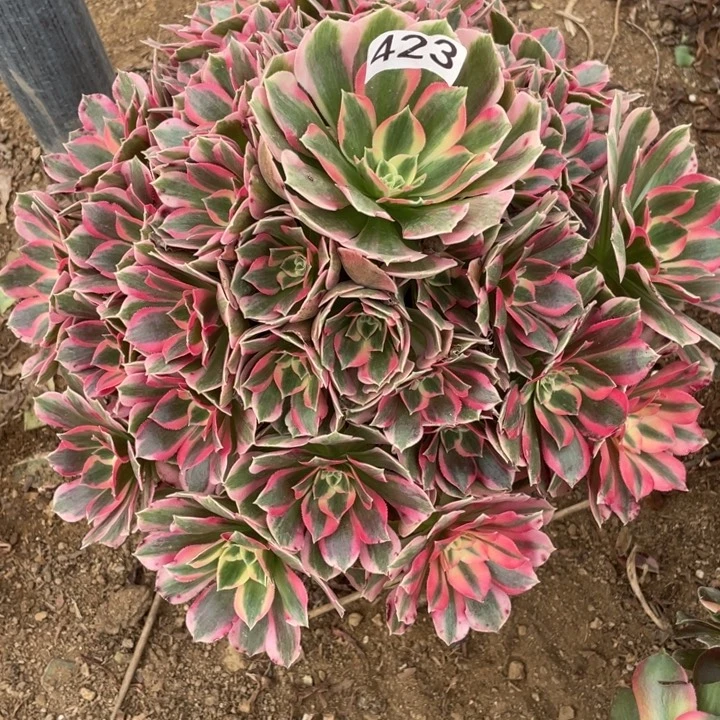 无花朵423对肉植物粉女郎