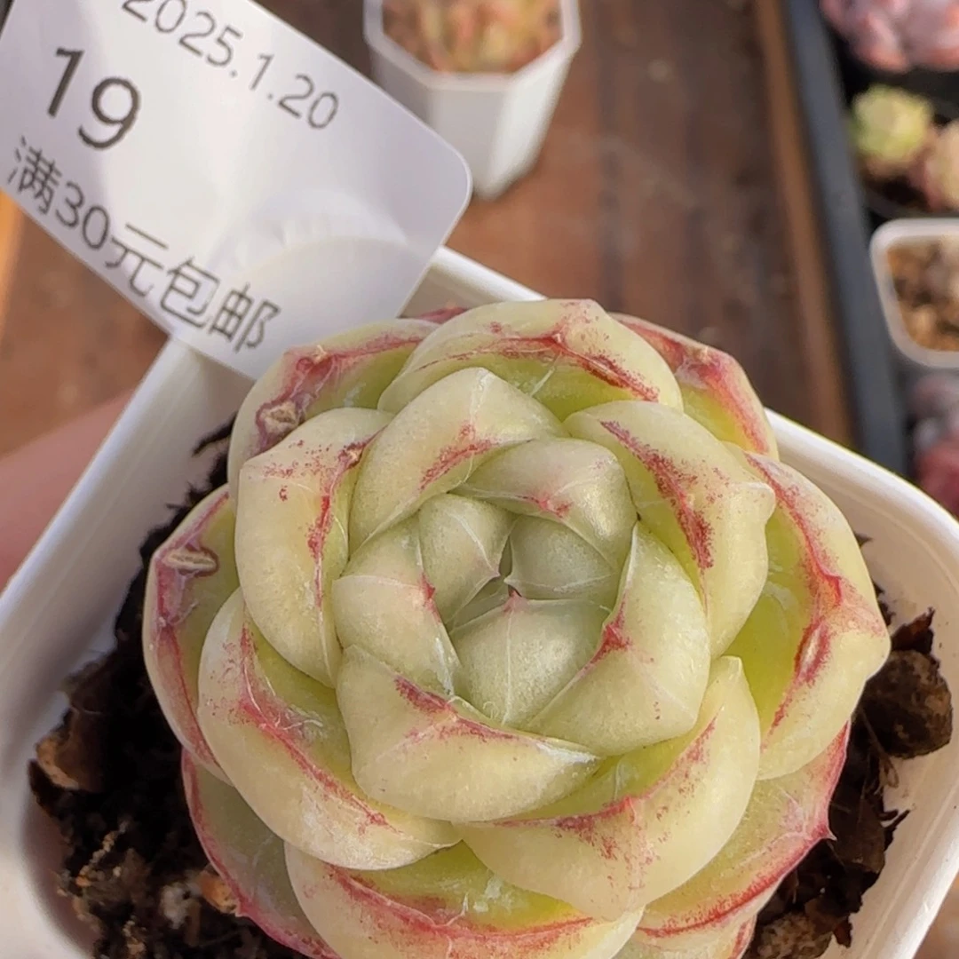 胖虎单头一颗脱土发货