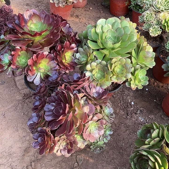 261多肉植物瑕疵特价，